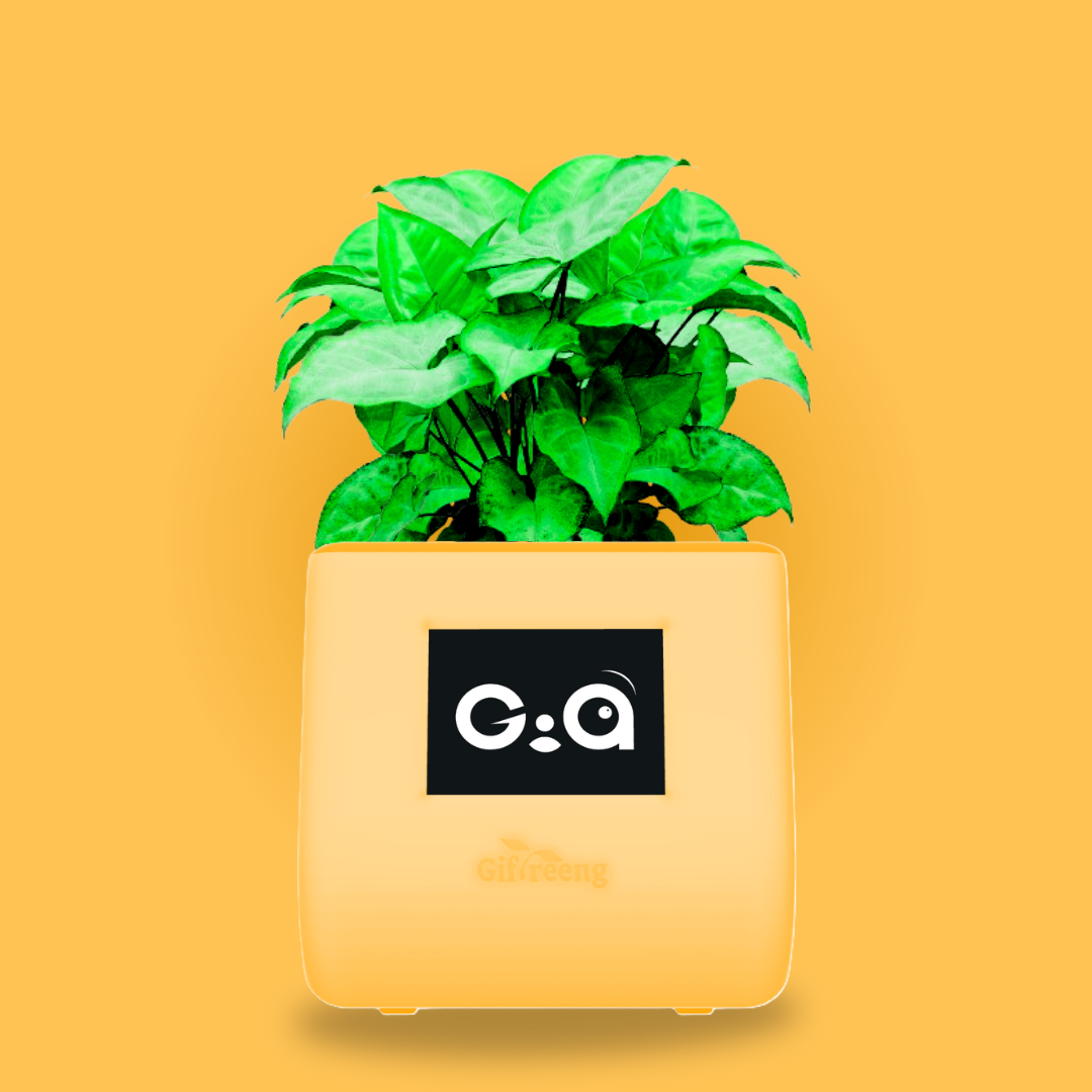 GIAxGreen Syngonium