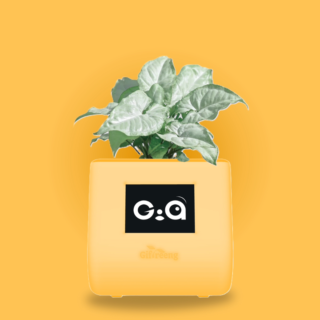 GIAxWhite Syngonium
