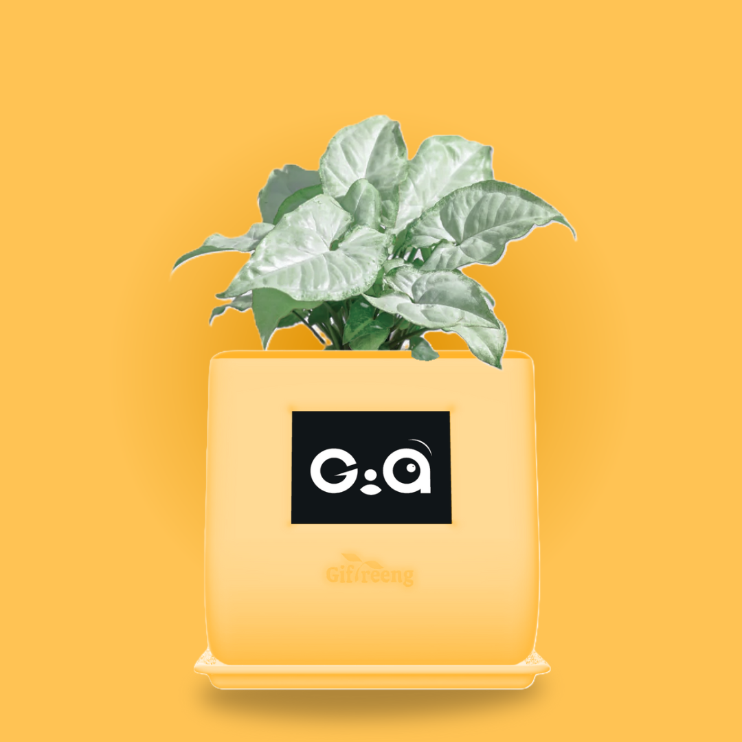 GIAxWhite Syngonium