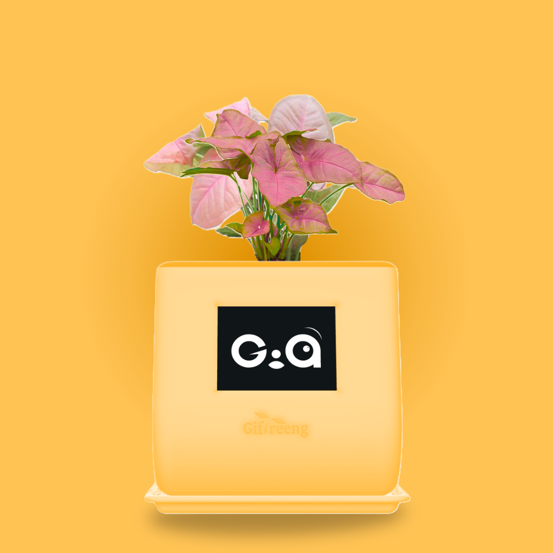 GIAxPink Syngonium