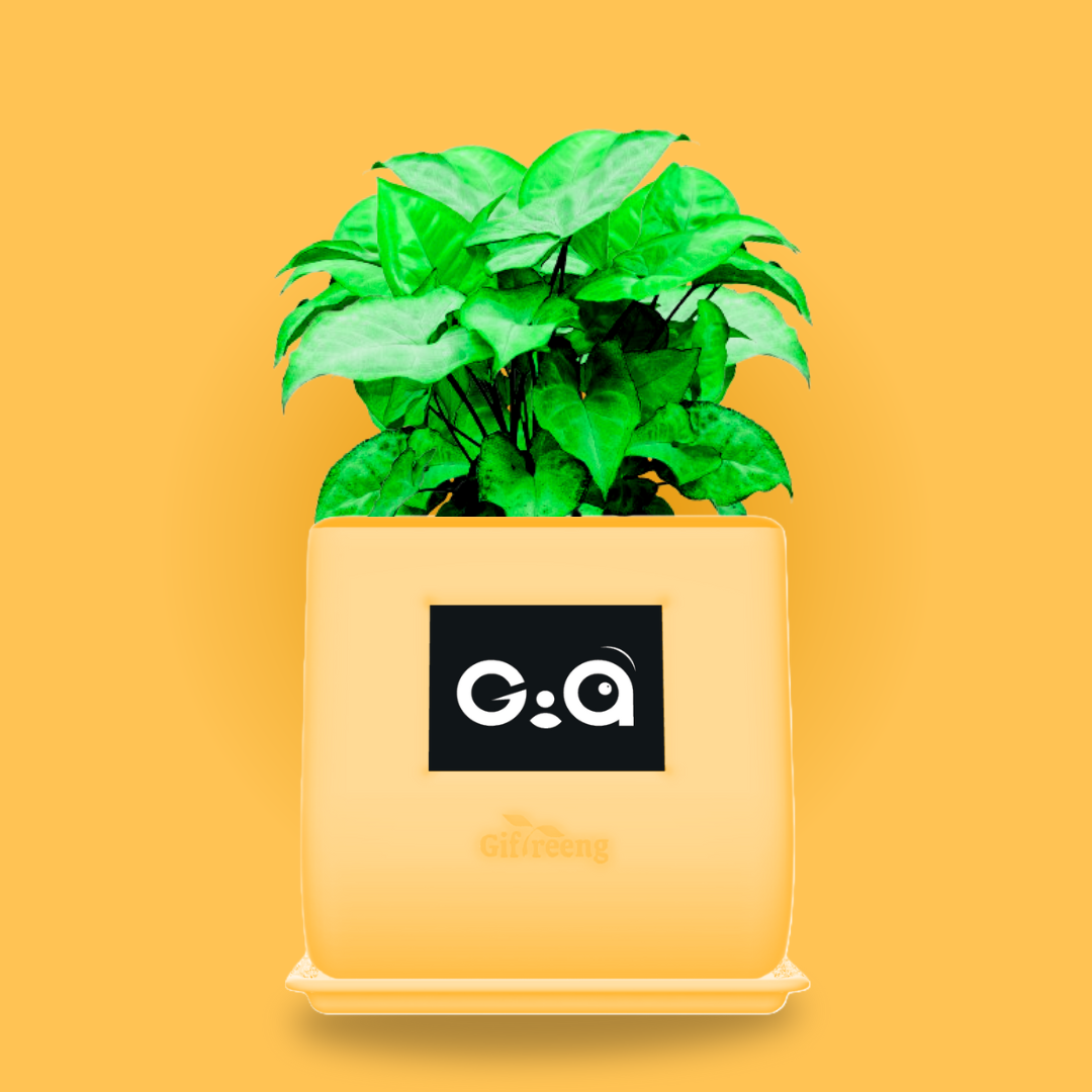 GIAxGreen Syngonium