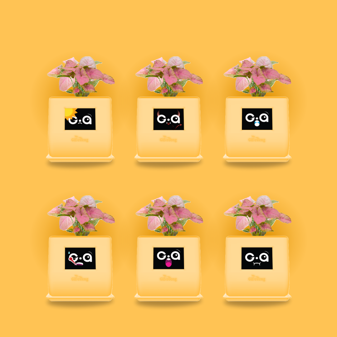 GIAxPink Syngonium
