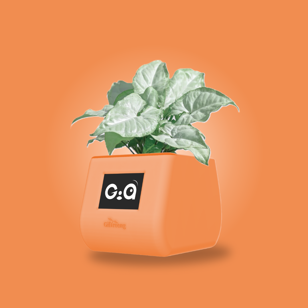 GIAxWhite Syngonium