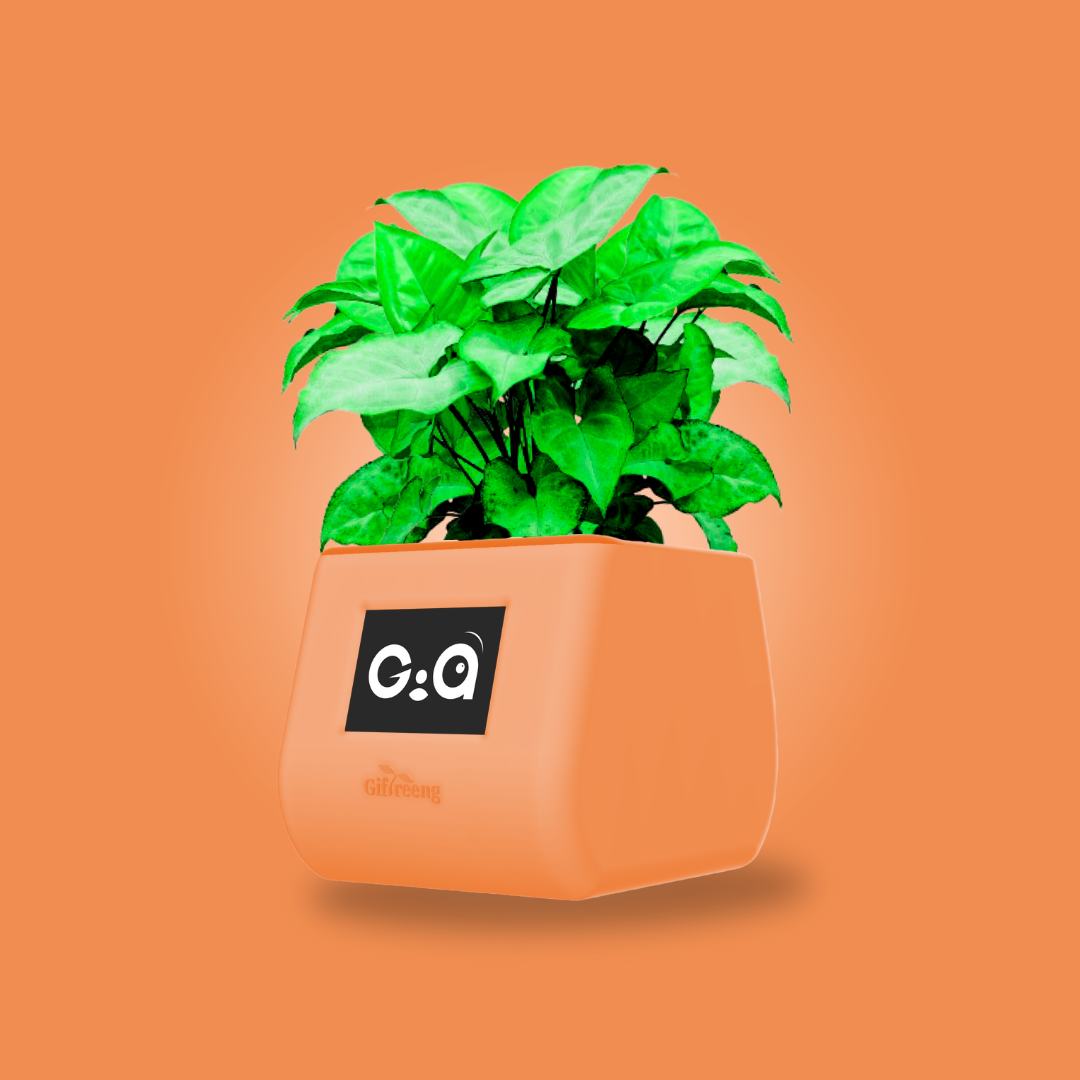 GIAxGreen Syngonium
