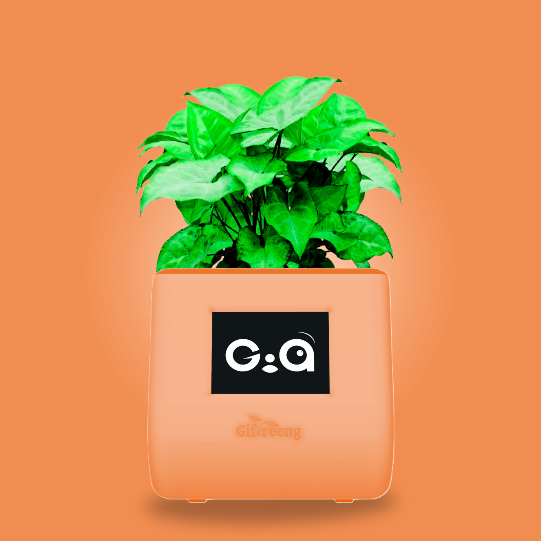 GIAxGreen Syngonium