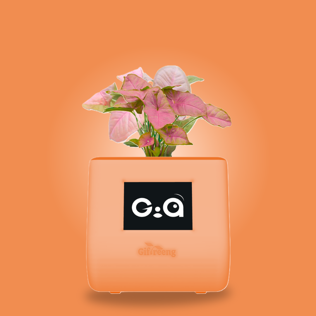 GIAxPink Syngonium