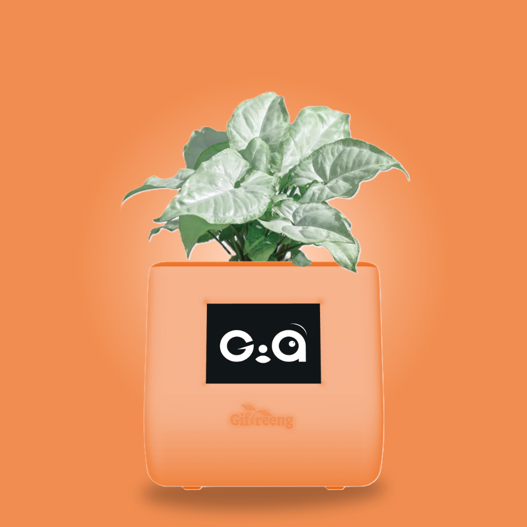 GIAxWhite Syngonium