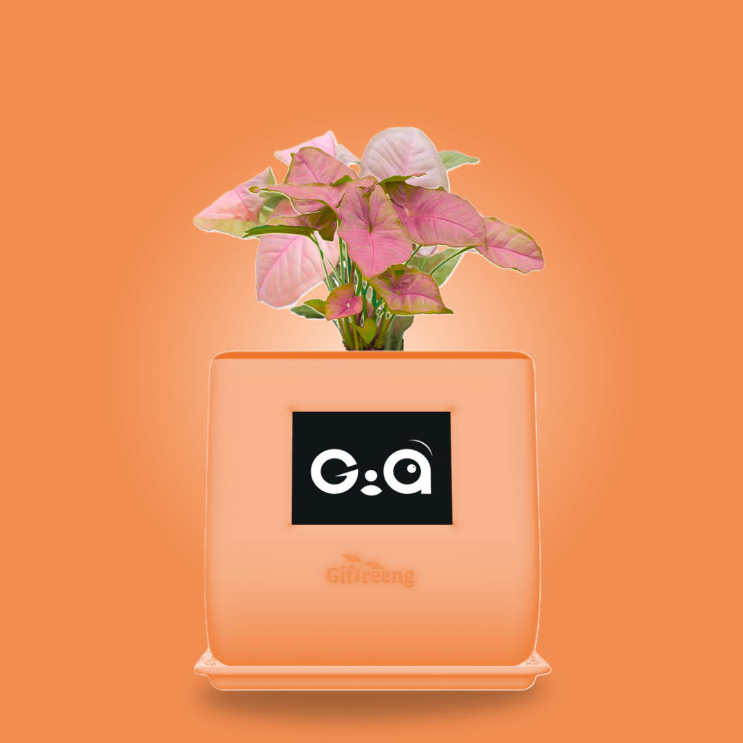 GIAxPink Syngonium