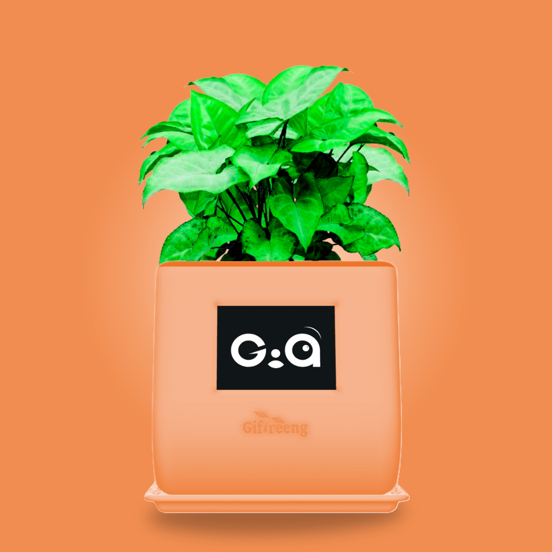 GIAxGreen Syngonium