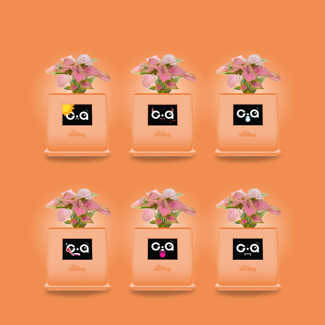 GIAxPink Syngonium