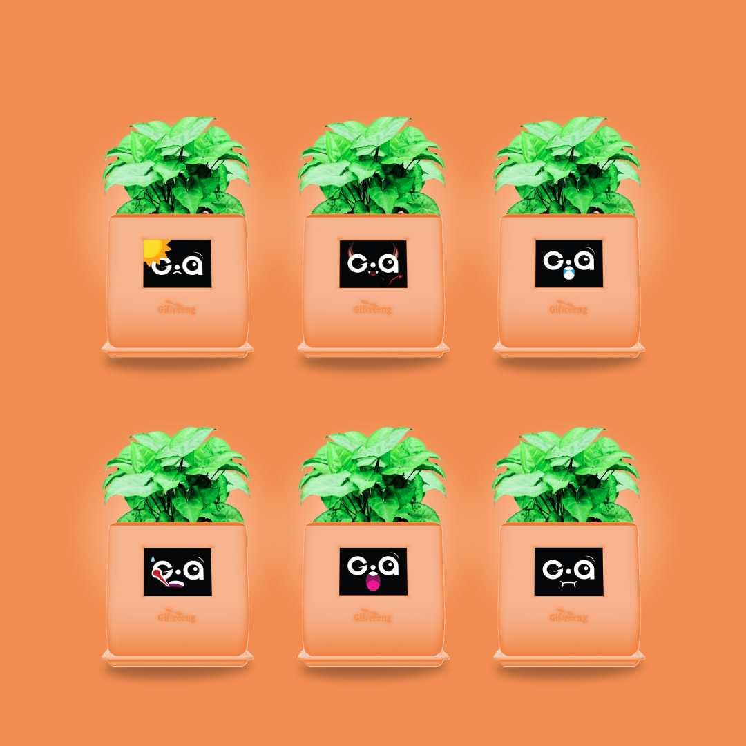 GIAxGreen Syngonium