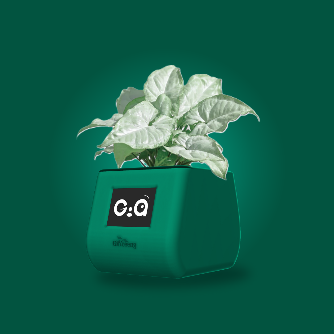 GIAxWhite Syngonium