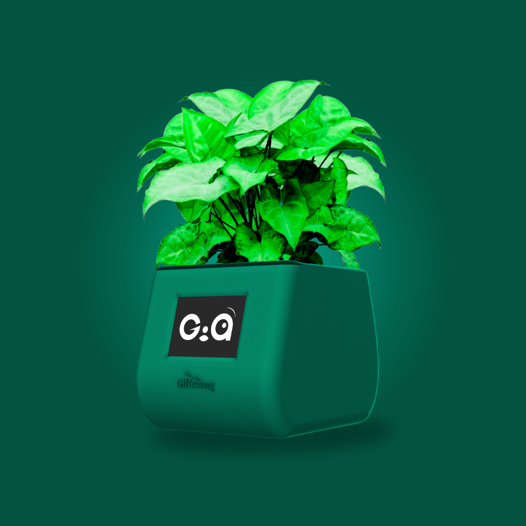 GIAxGreen Syngonium