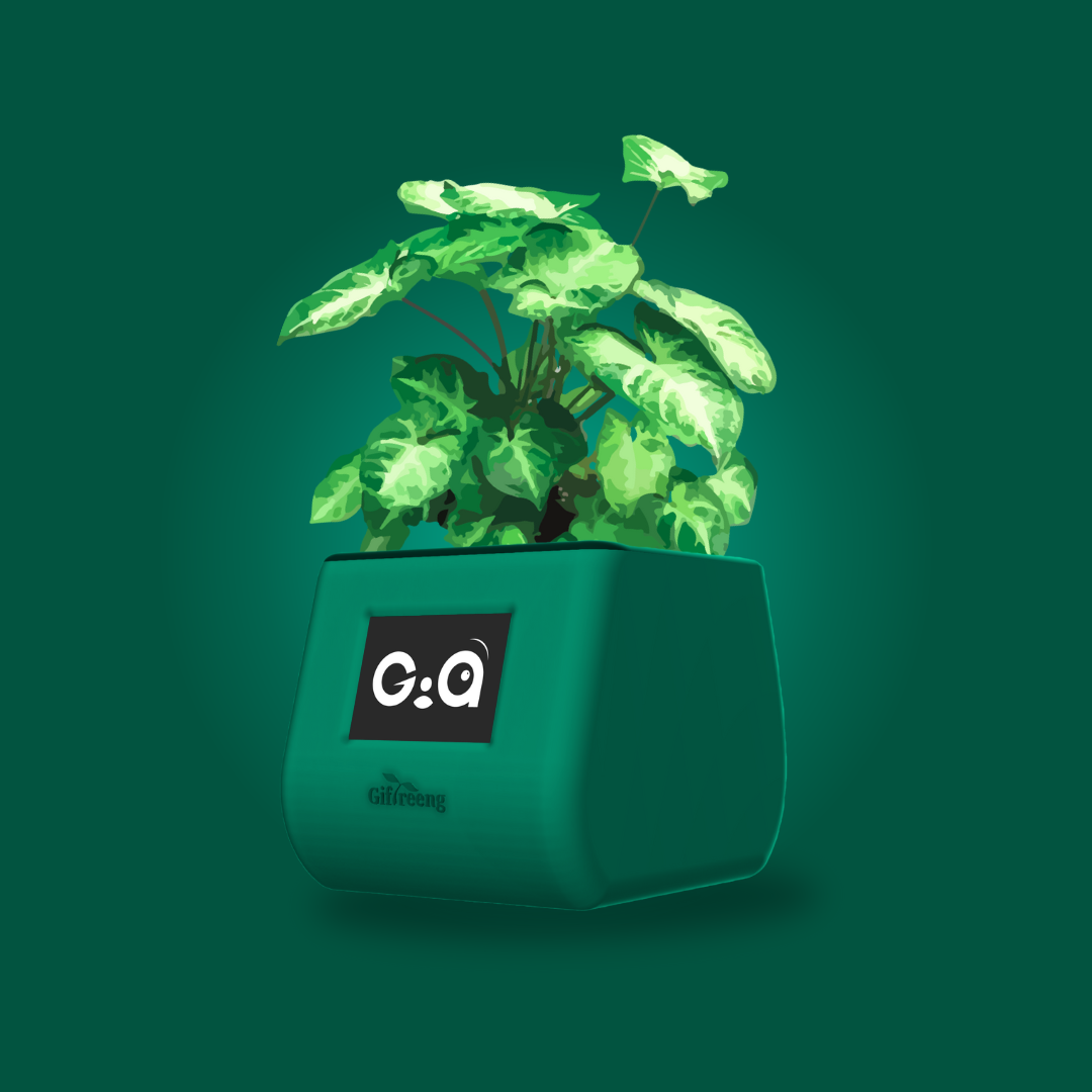 GIAxSyngonium Varigated