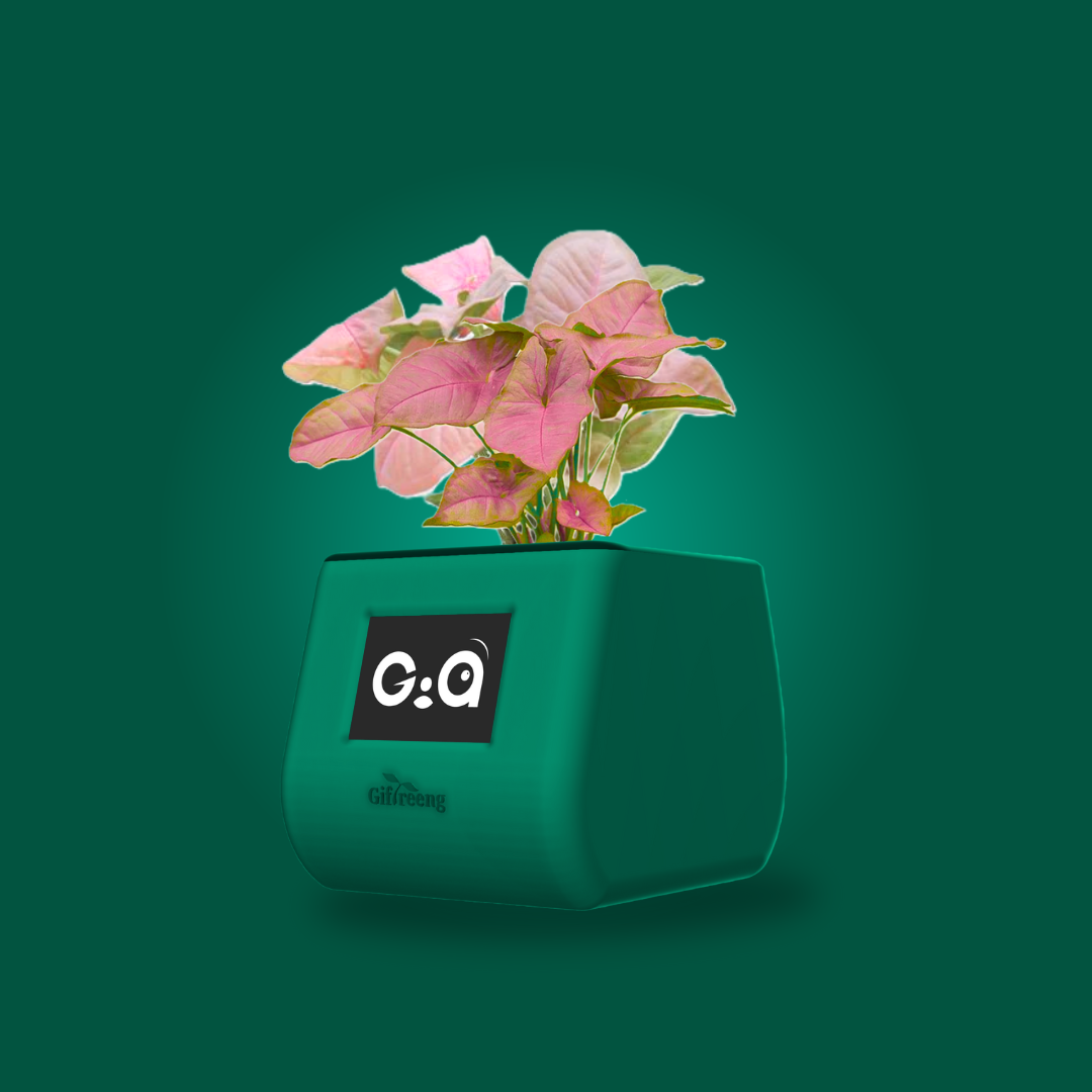 GIAxPink Syngonium