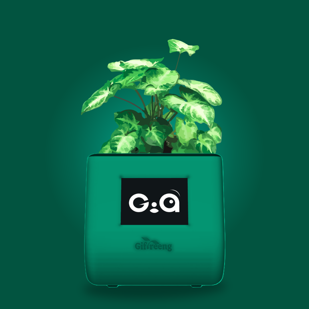 GIAxSyngonium Varigated