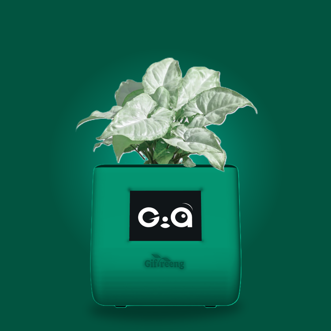 GIAxWhite Syngonium