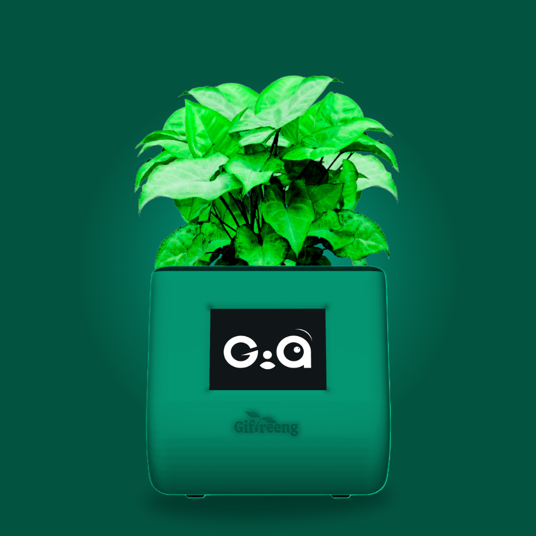 GIAxGreen Syngonium