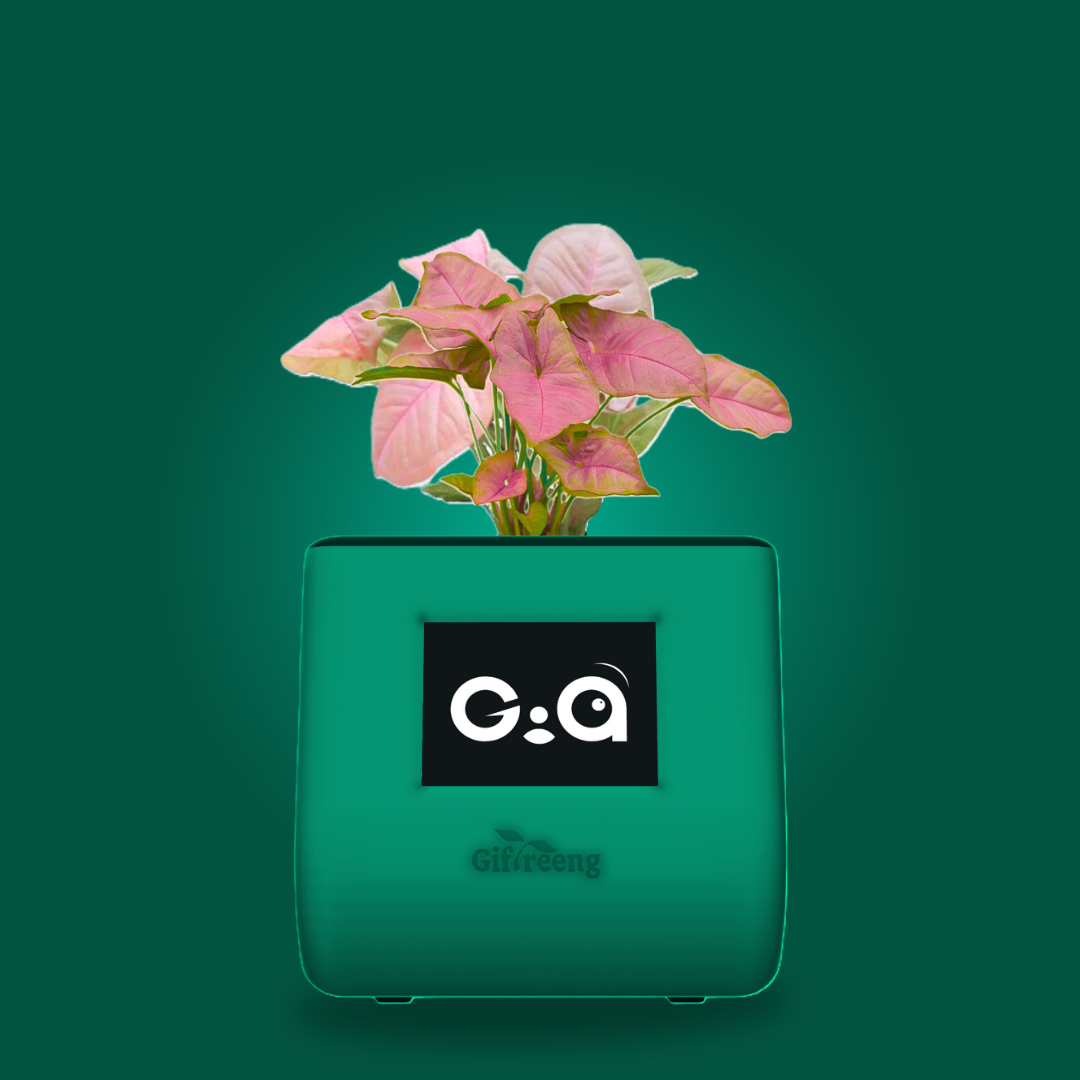 GIAxPink Syngonium
