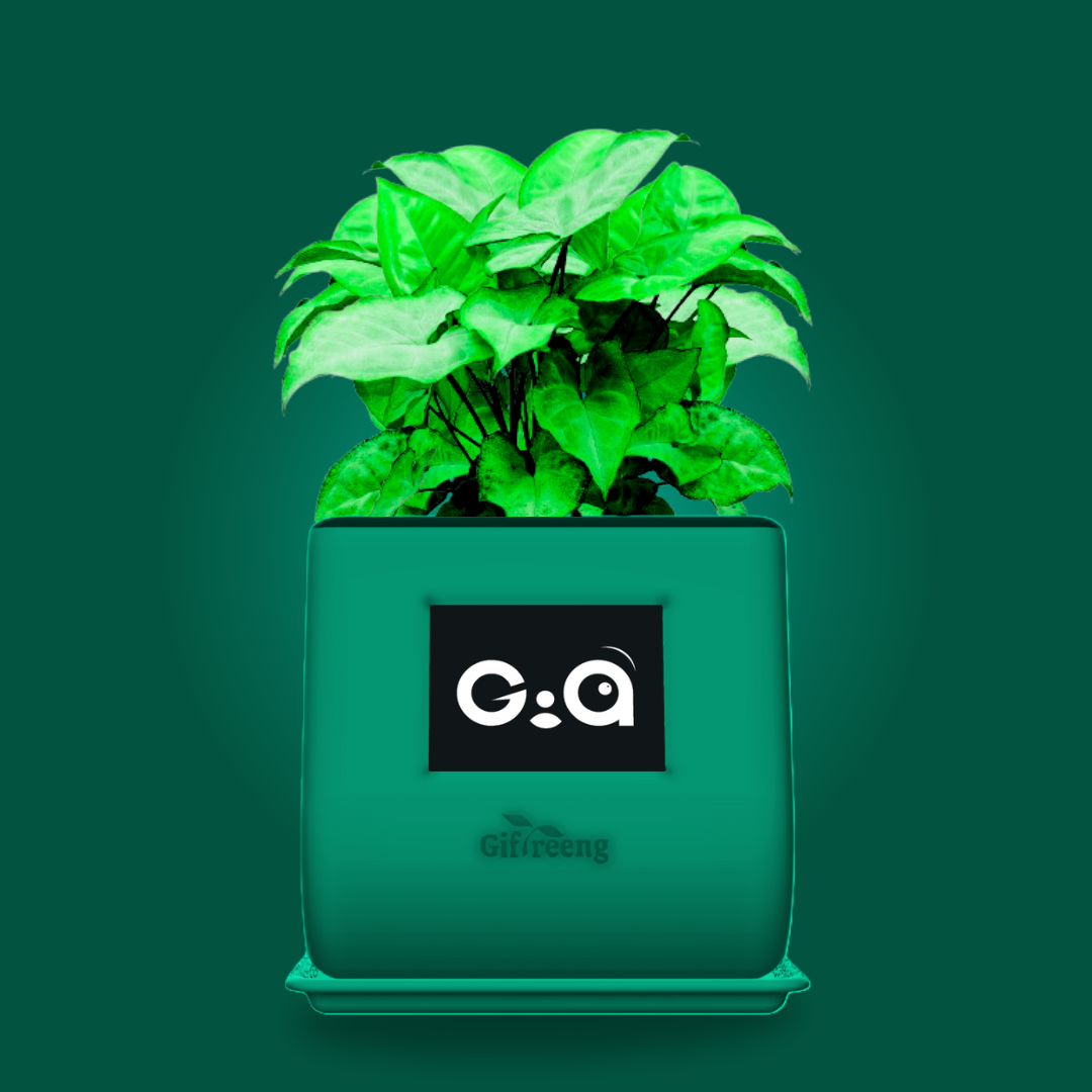 GIAxGreen Syngonium
