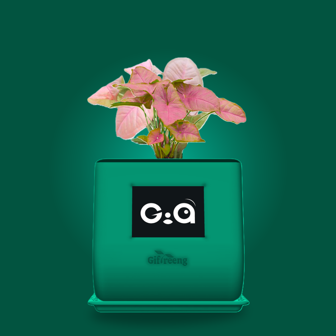GIAxPink Syngonium
