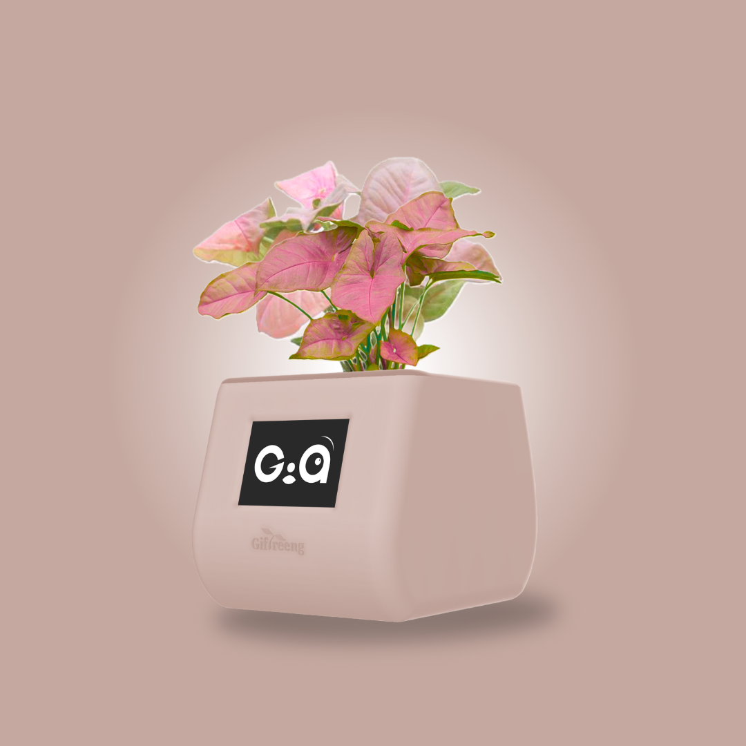 GIAxPink Syngonium
