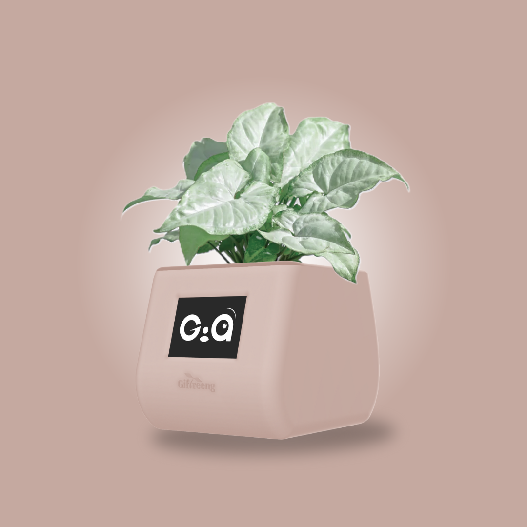 GIAxWhite Syngonium