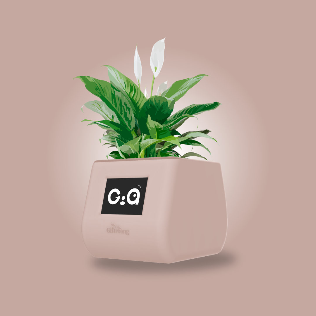 GIAxPeace lilly