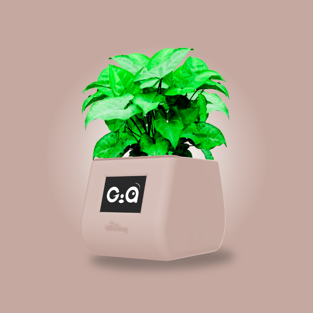 GIAxGreen Syngonium