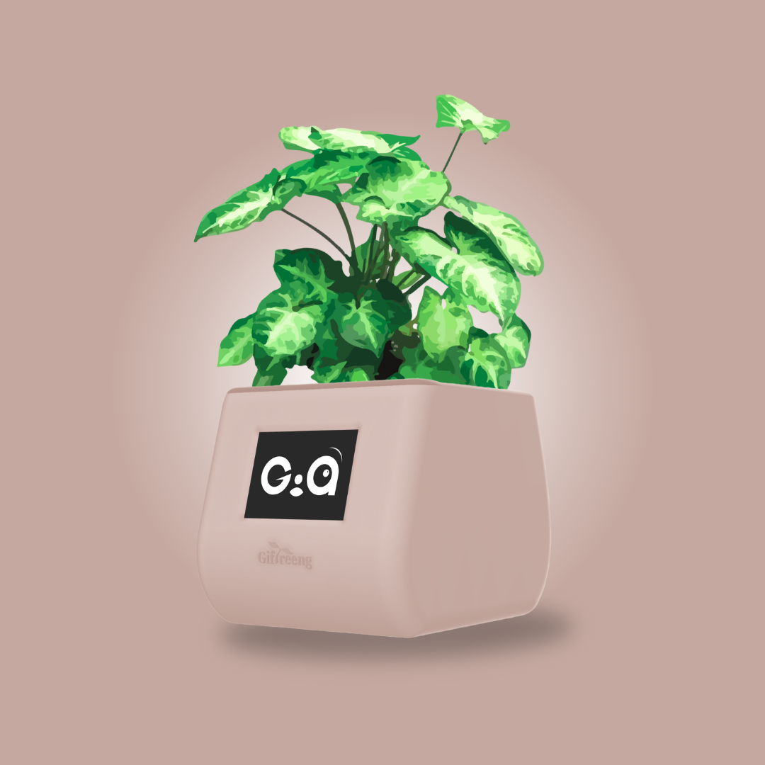 GIAxSyngonium Varigated