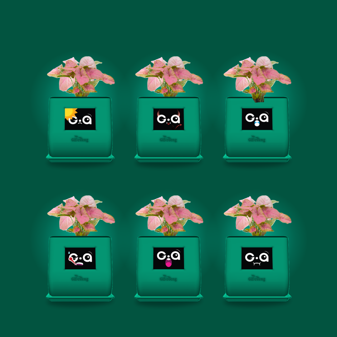 GIAxPink Syngonium