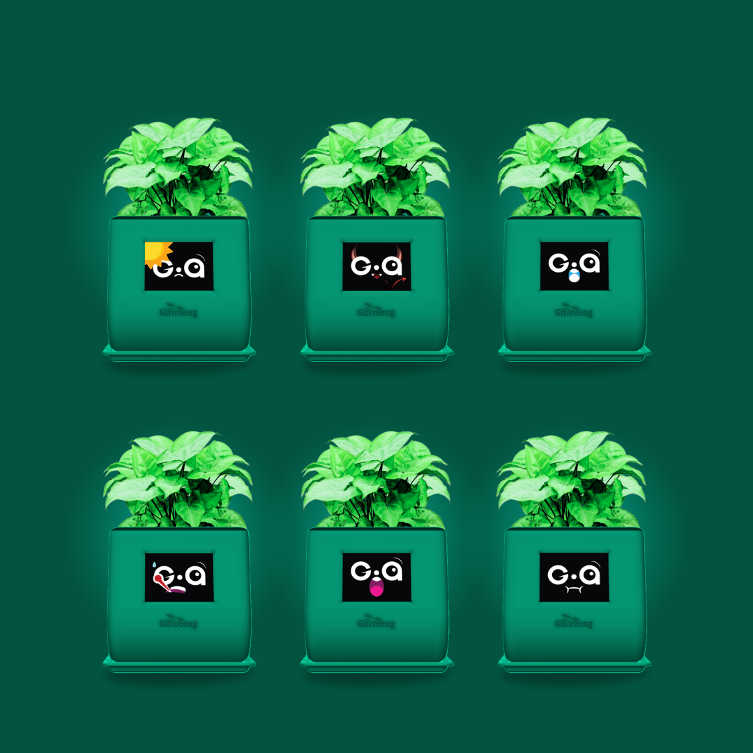 GIAxGreen Syngonium