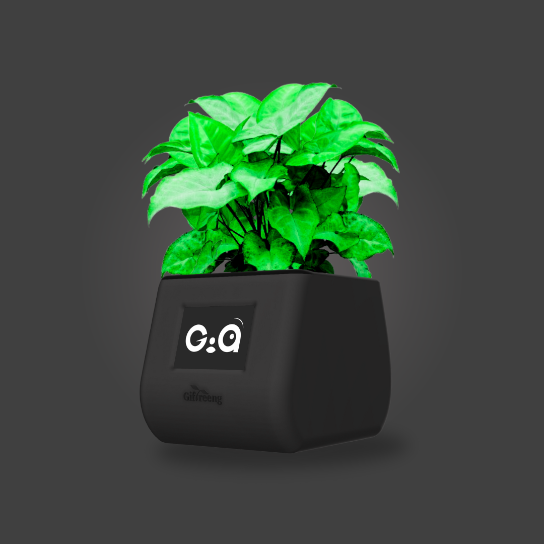 GIAxGreen Syngonium