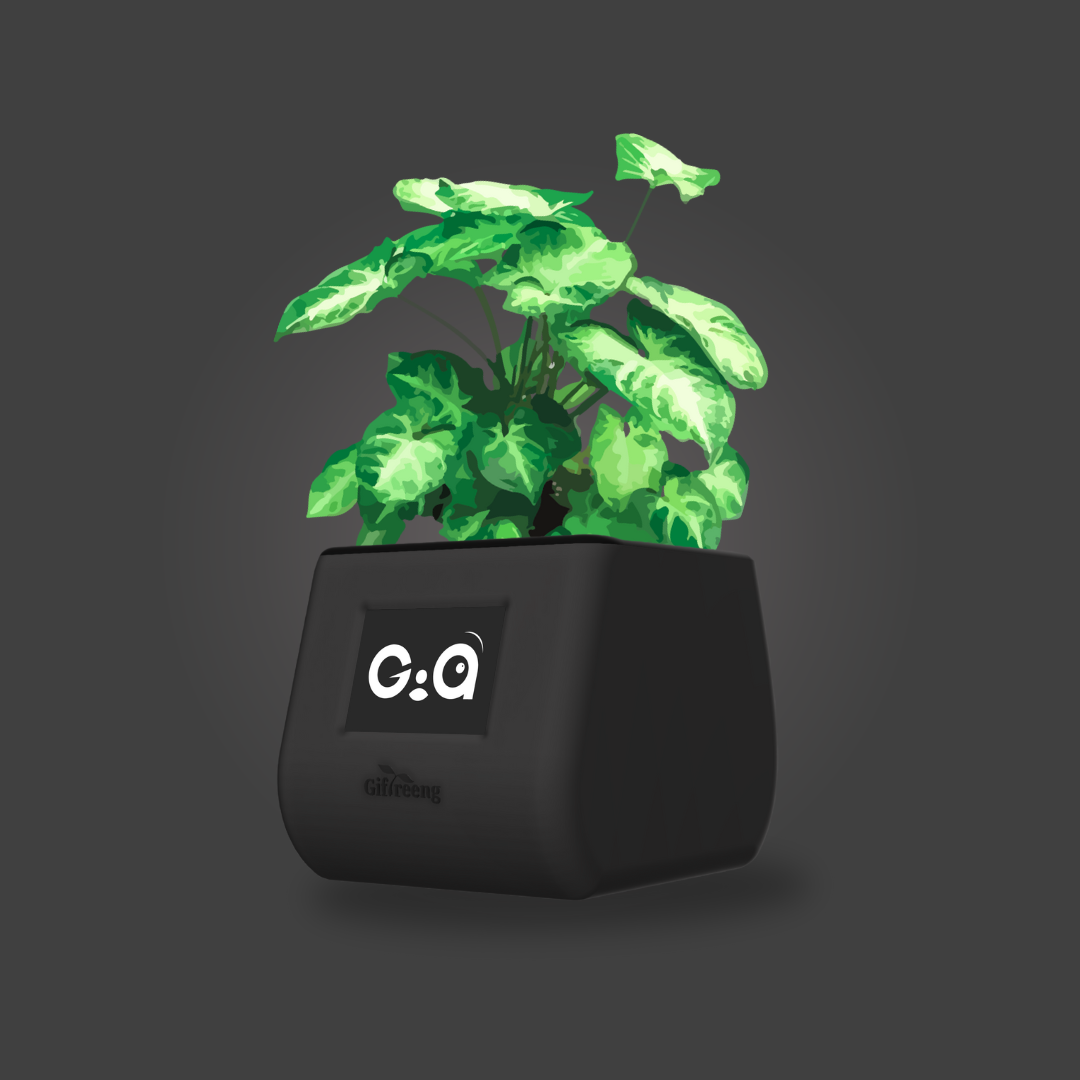 GIAxSyngonium Varigated
