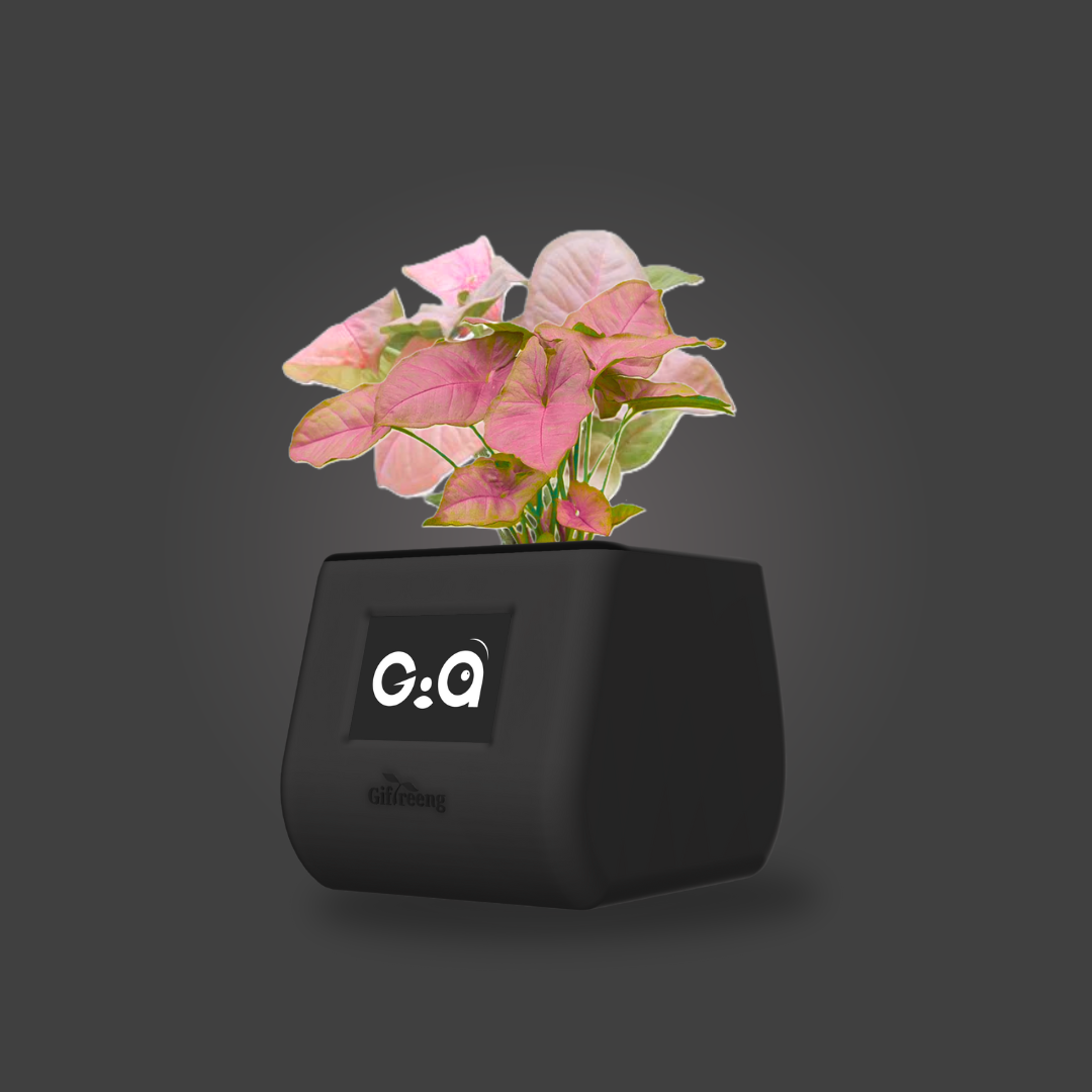 GIAxPink Syngonium