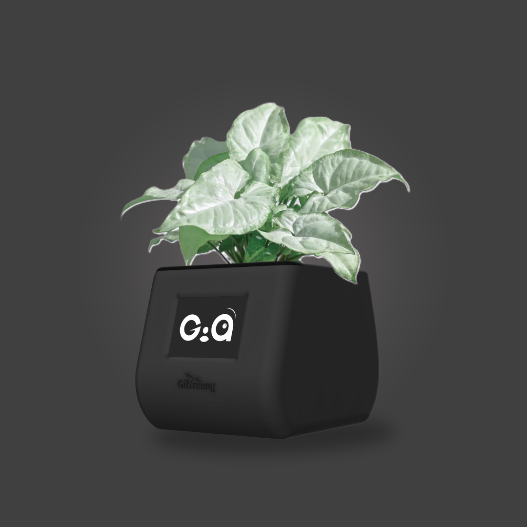 GIAxWhite Syngonium