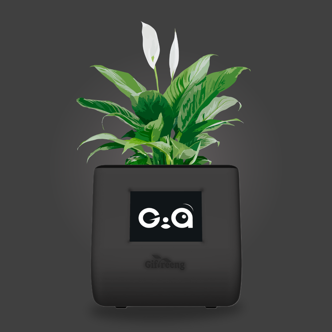 GIAxPeace lilly