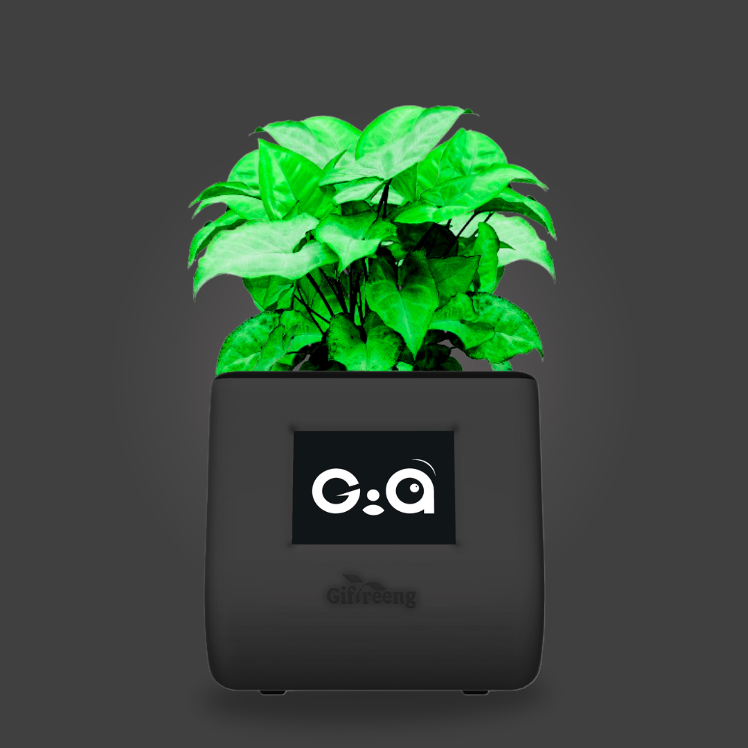 GIAxGreen Syngonium