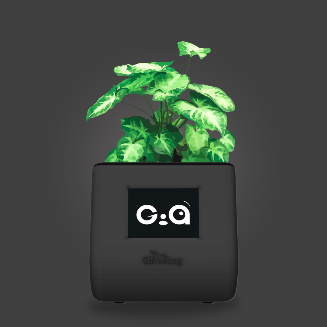 GIAxSyngonium Varigated