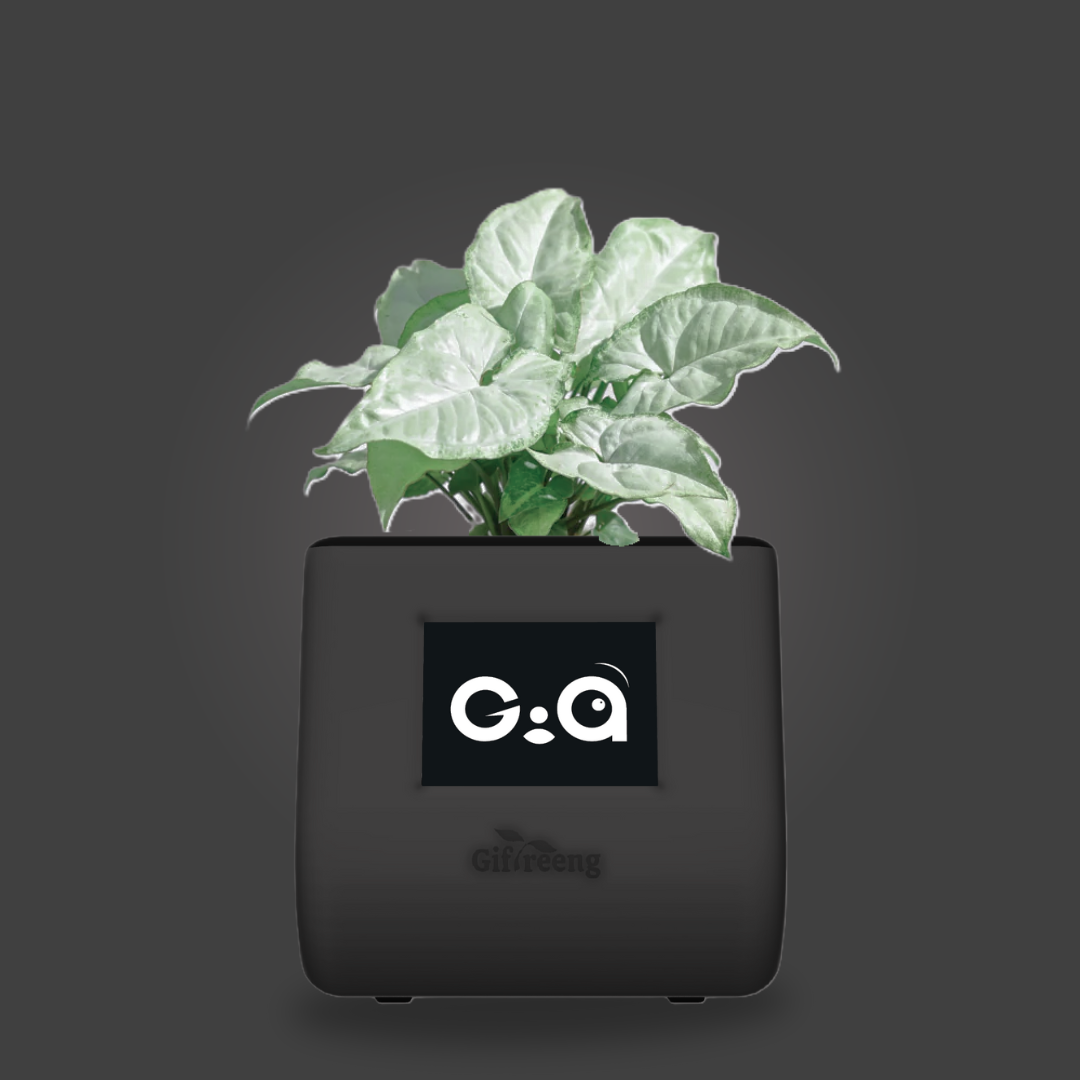 GIAxWhite Syngonium