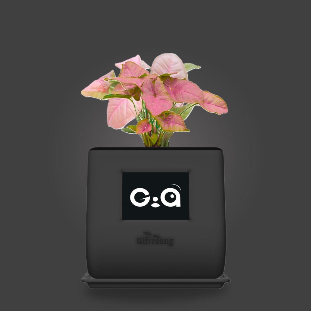 GIAxPink Syngonium