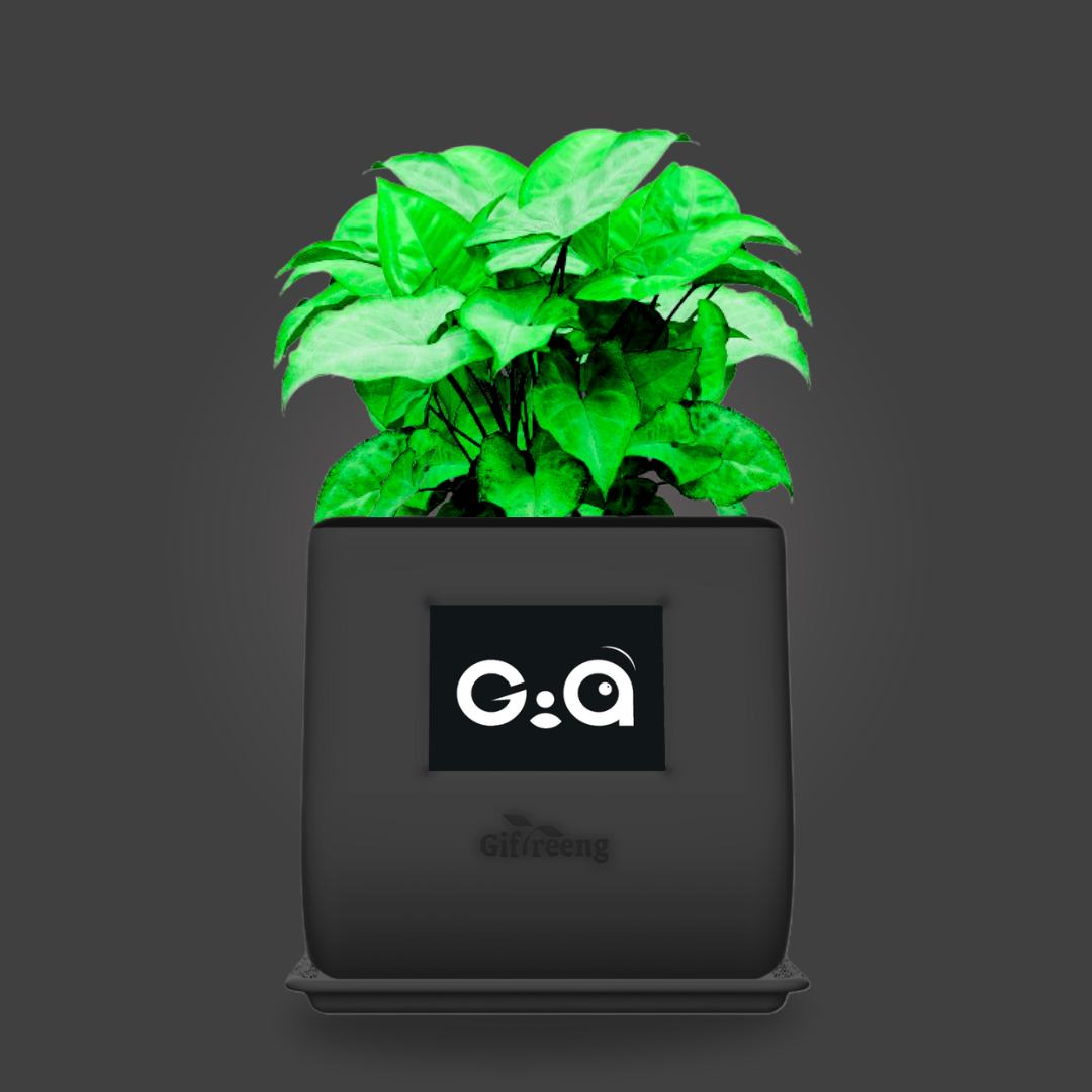GIAxGreen Syngonium