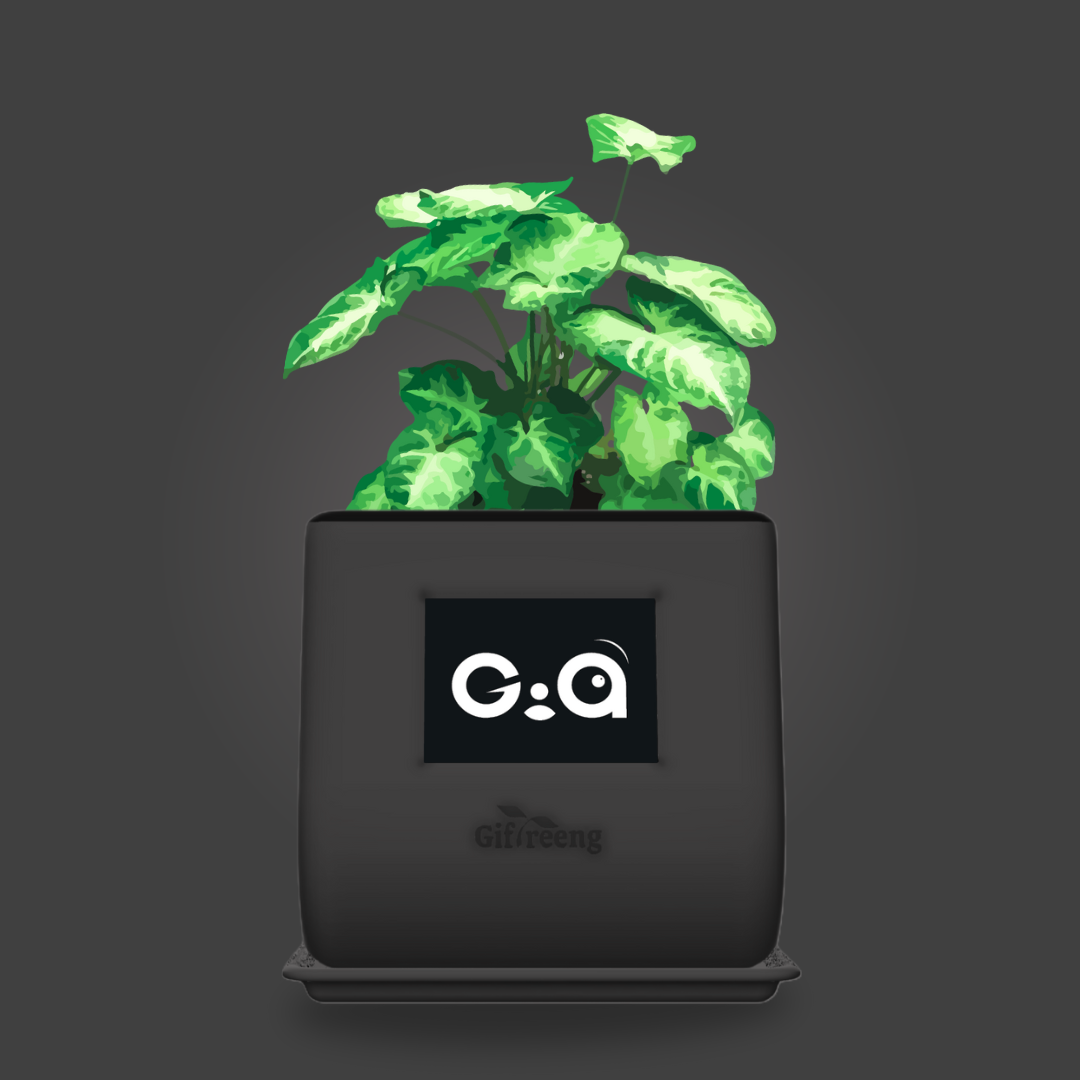 GIAxSyngonium Varigated