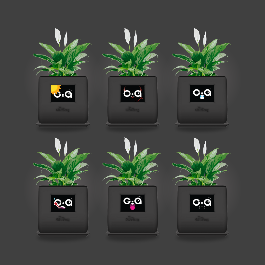 GIAxPeace lilly