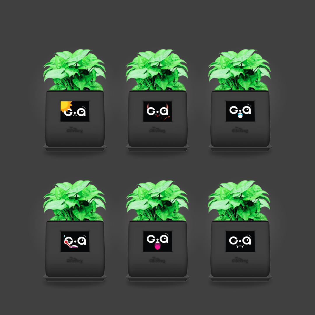 GIAxGreen Syngonium