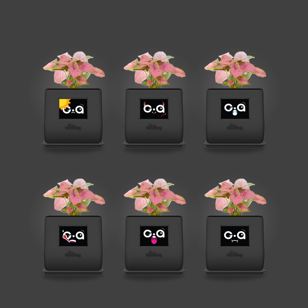 GIAxPink Syngonium