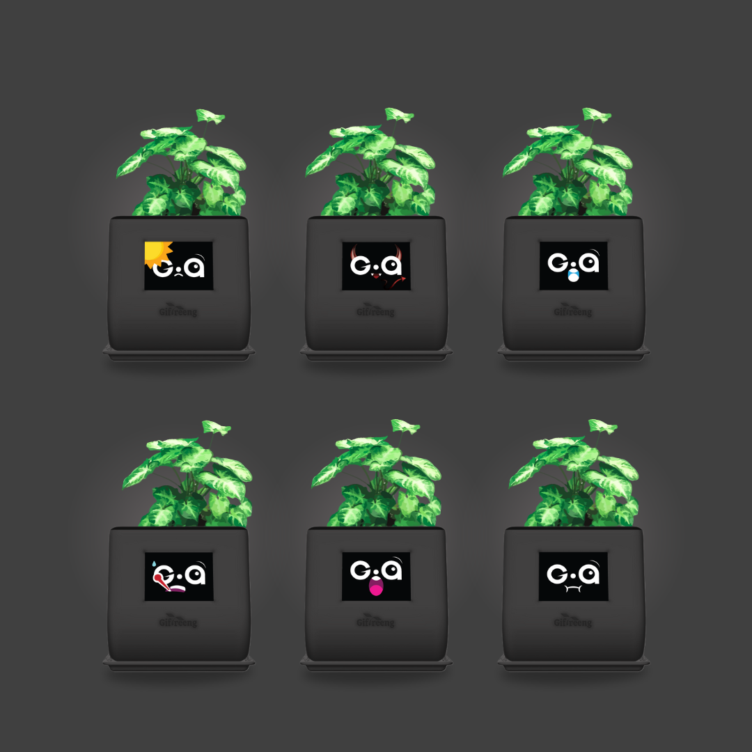 GIAxSyngonium Varigated