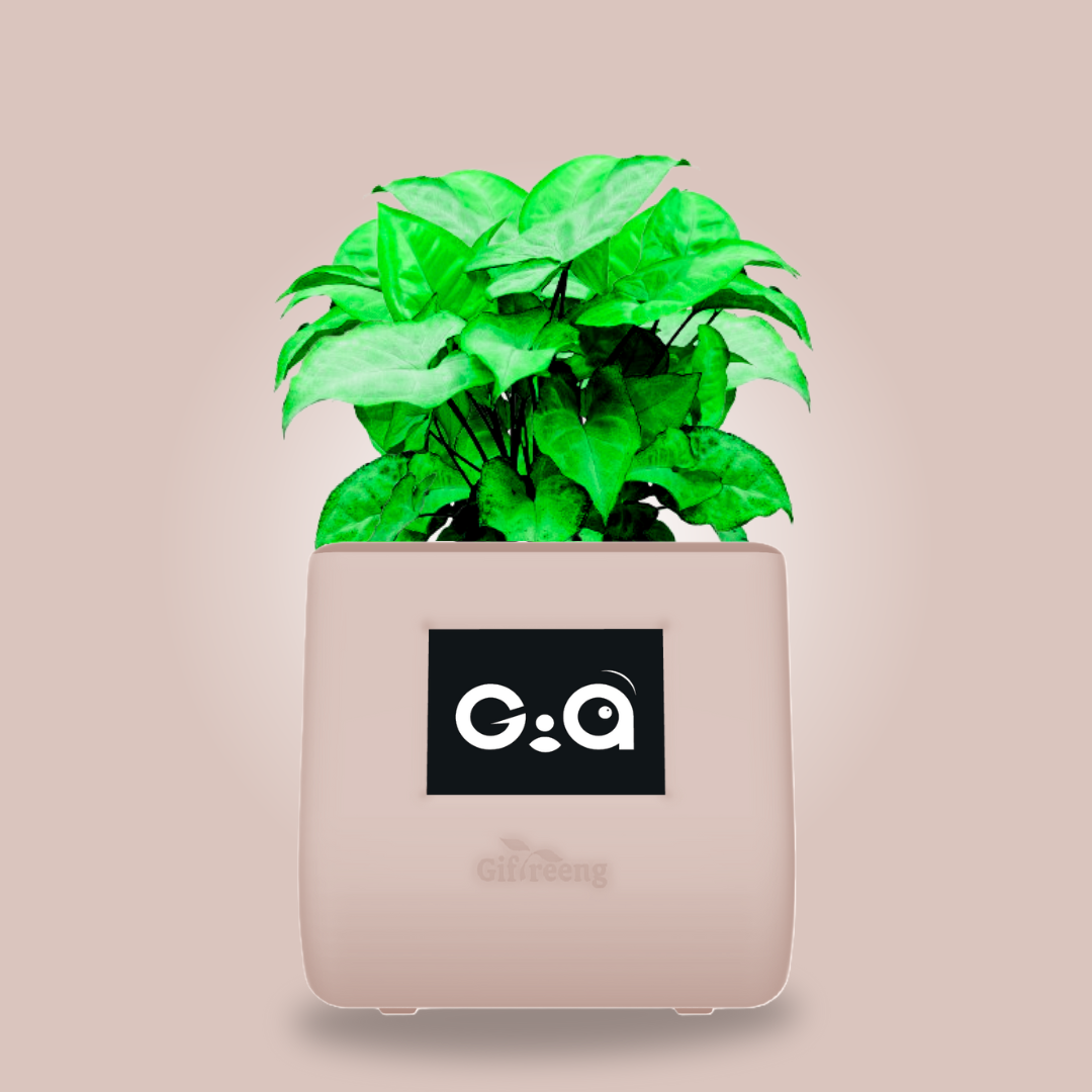 GIAxGreen Syngonium