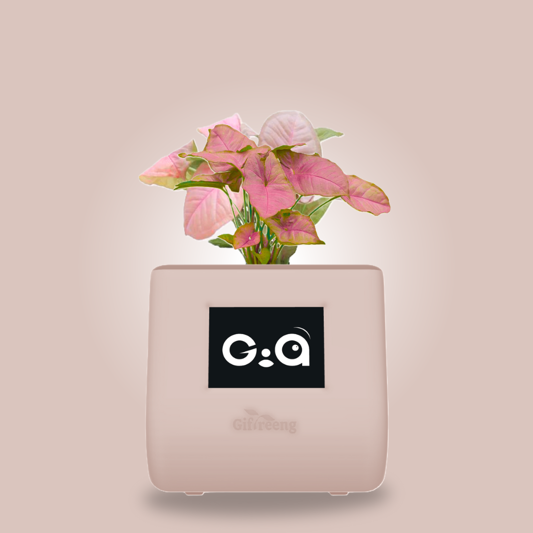 GIAxPink Syngonium