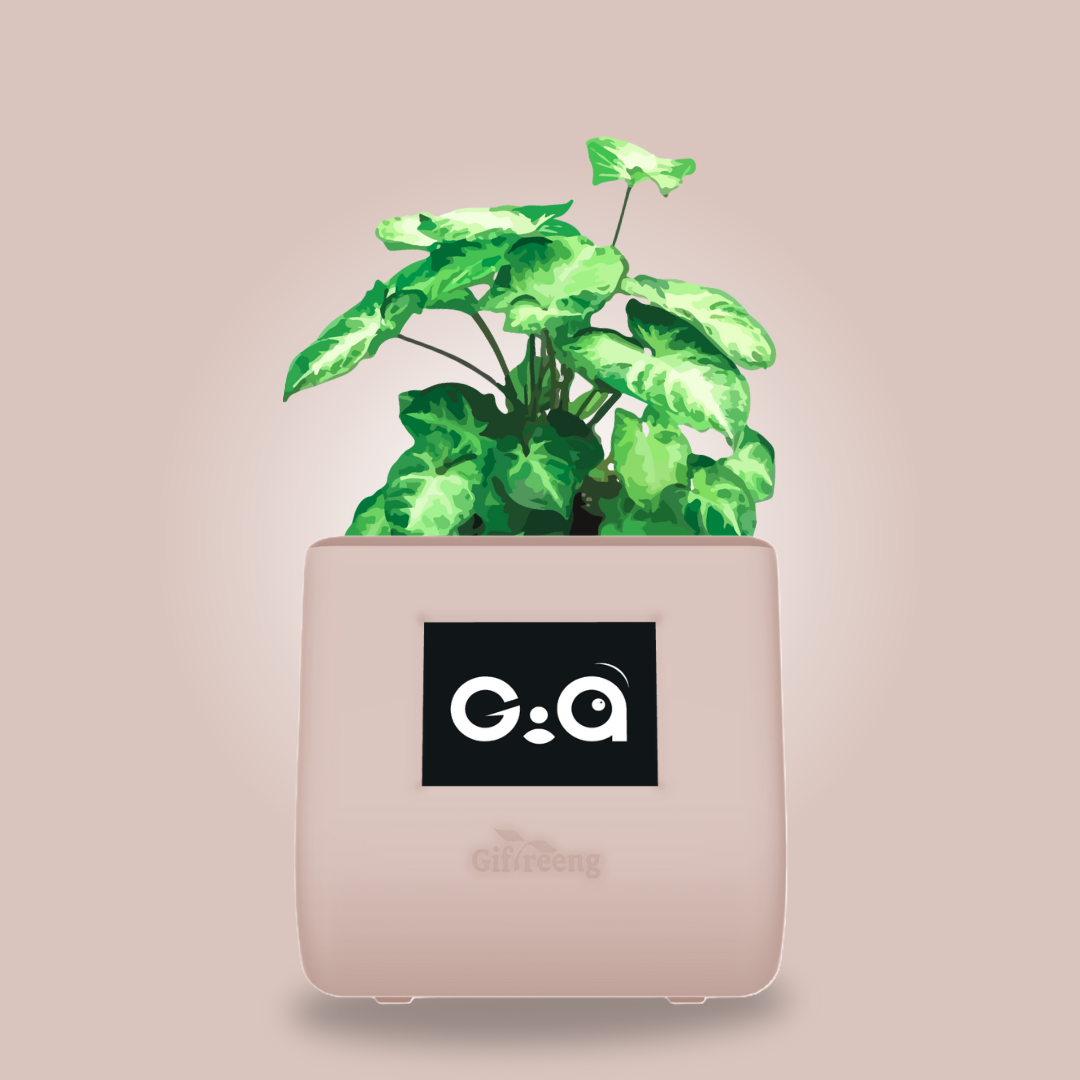 GIAxSyngonium Varigated